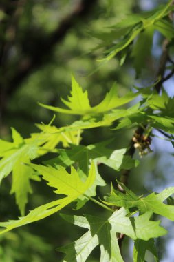 Yeşil taze yaprakların doğal arka planı, güzel yeşil akçaağaç yaprakları..
