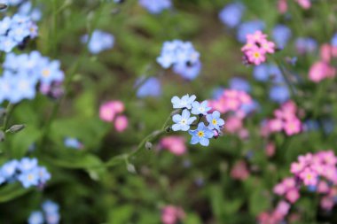 Bahçedeki güzel çiçekler