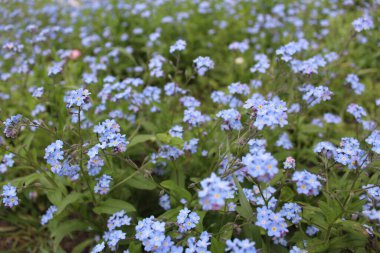 Çiçekleri değil, çiçekleri unut.