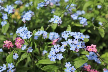Çiçekleri değil, çiçekleri unut.