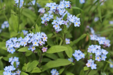 Çiçekleri değil, çiçekleri unut.