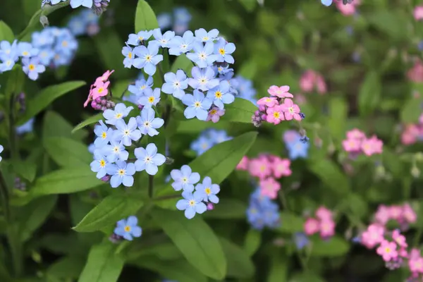 Çiçekleri değil, çiçekleri unut.