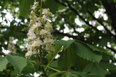 Güzel Kestane ağacının yakın çekim