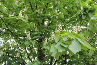 Ağacın beyaz çiçekleri