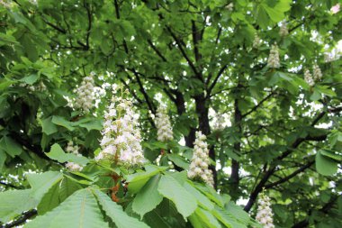 yeşil yapraklar, bitki örtüsü ve doğa
