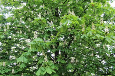 Ağaçtaki güzel bahar çiçekleri