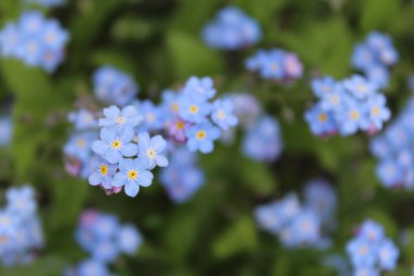 Unut beni. Parktaki çiçekleri değil.