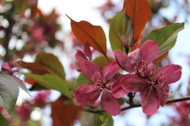Bahar ağacının kırmızı çiçekleri,