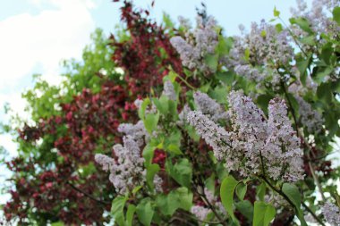 Bahçede güzel bahar çiçekleri