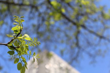 yeşil akasya yaprakları baharda çiçek açar, yeşil yapraklı ağaç dalları