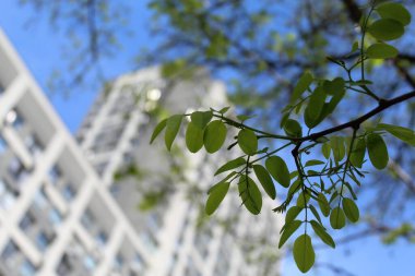 yeşil akasya yaprakları baharda çiçek açar, yeşil yapraklı ağaç dalları