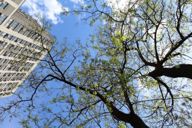 yeşil akasya yaprakları baharda çiçek açar, yeşil yapraklı ağaç dalları