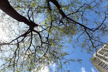 yeşil akasya yaprakları baharda çiçek açar, yeşil yapraklı ağaç dalları