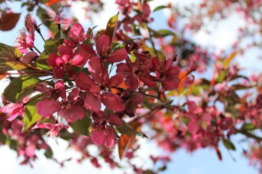 Bahçedeki güzel çiçekler