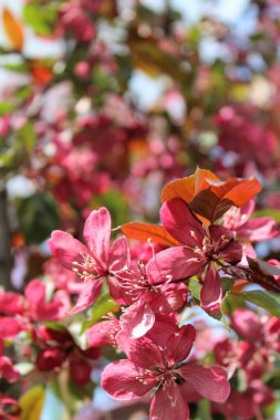 Bahçedeki güzel çiçekler