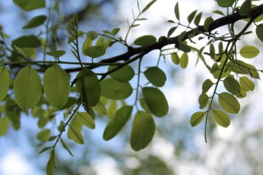 yeşil akasya yaprakları baharda çiçek açar, yeşil yapraklı ağaç dalları