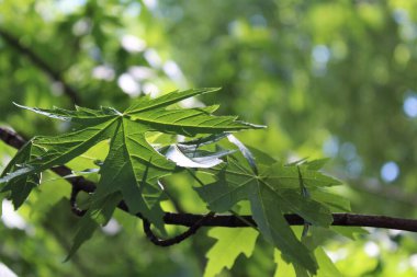 Mavi arka planda yeşil yapraklar, güneşte yeşil yapraklar, doğada yeşil yapraklar, bitki örtüsü ve yapraklar.
