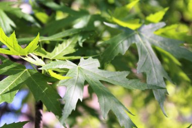 Mavi arka planda yeşil yapraklar, güneşte yeşil yapraklar, doğada yeşil yapraklar, bitki örtüsü ve yapraklar.