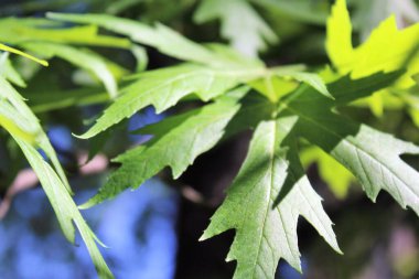 Mavi arka planda yeşil yapraklar, güneşte yeşil yapraklar, doğada yeşil yapraklar, bitki örtüsü ve yapraklar.