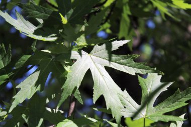 Mavi arka planda yeşil yapraklar, güneşte yeşil yapraklar, doğada yeşil yapraklar, bitki örtüsü ve yapraklar.