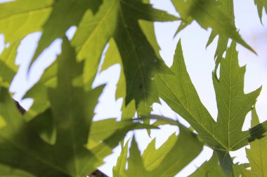 Mavi arka planda yeşil yapraklar, güneşte yeşil yapraklar, doğada yeşil yapraklar, bitki örtüsü ve yapraklar.