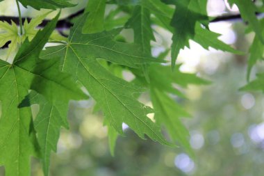 Mavi arka planda yeşil yapraklar, güneşte yeşil yapraklar, doğada yeşil yapraklar, bitki örtüsü ve yapraklar.