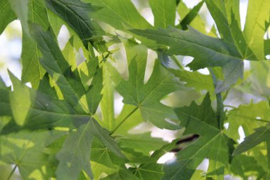 Mavi arka planda yeşil yapraklar, güneşte yeşil yapraklar, doğada yeşil yapraklar, bitki örtüsü ve yapraklar.