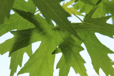 Mavi arka planda yeşil yapraklar, güneşte yeşil yapraklar, doğada yeşil yapraklar, bitki örtüsü ve yapraklar.