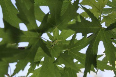 Mavi arka planda yeşil yapraklar, güneşte yeşil yapraklar, doğada yeşil yapraklar, bitki örtüsü ve yapraklar.