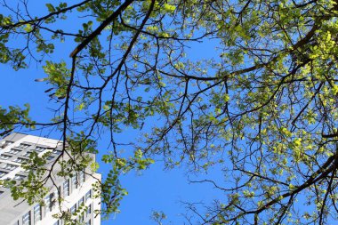 Ağaç dalları, doğal bitki örtüsü, ağaç yaprakları.