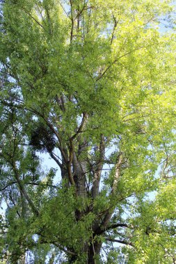 Ağacın yeşil yaprakları
