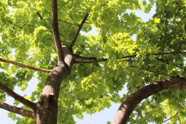 Ormanın güzel manzarası