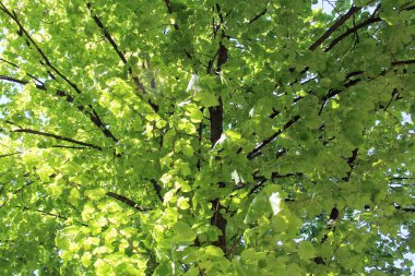 Ormandaki yeşil ağaç