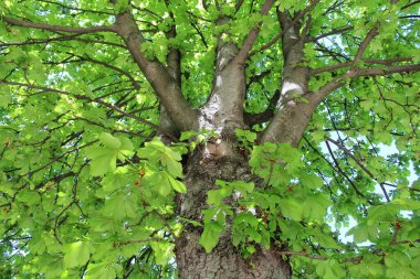 Yeşil huş ağacı yaprakları