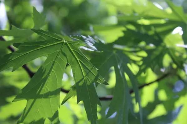 Mavi arka planda yeşil yapraklar, güneşte yeşil yapraklar, doğada yeşil yapraklar, bitki örtüsü ve yapraklar.