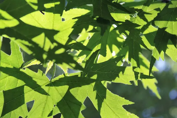 Mavi arka planda yeşil yapraklar, güneşte yeşil yapraklar, doğada yeşil yapraklar, bitki örtüsü ve yapraklar.
