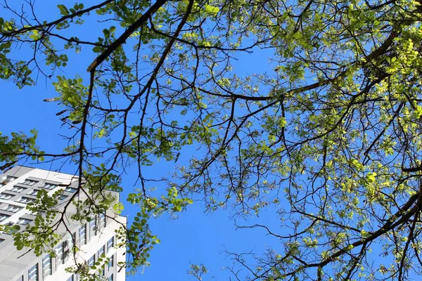 Ağaç dalları, doğal bitki örtüsü, ağaç yaprakları.