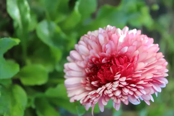 Bahçedeki güzel pembe çiçek