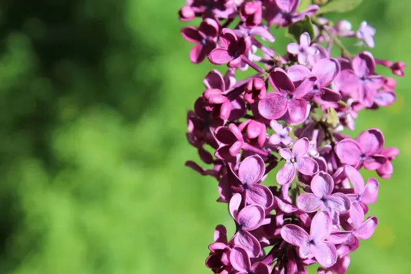 Bahçede güzel bahar çiçekleri, leylak çiçekleri, bahar çiçekleri