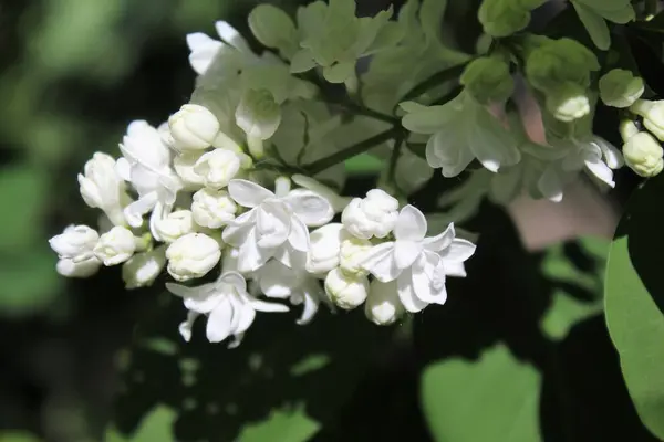 Bahçede güzel bahar çiçekleri, leylak çiçekleri, bahar çiçekleri