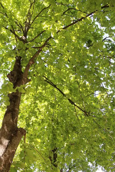 Ormanda yeşil yapraklar