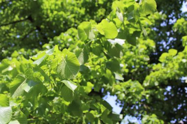 Ormanda yeşil yapraklar