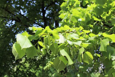 yeşil yapraklı yeşil ağaç, yaz arkaplanı