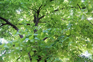 Doğada yeşil yapraklar, bitki yaprakları