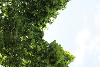 Güneşte yeşil yapraklar, arka planda yeşil yapraklar