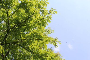 Güneşte yeşil yapraklar, arka planda yeşil yapraklar