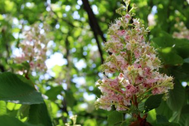 Bahçedeki bir ağacın çiçekleri