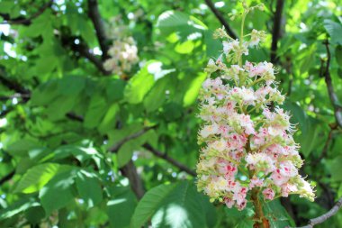 Bahar çiçekli kestane ağaçları, kestane çiçekleri yakın plan