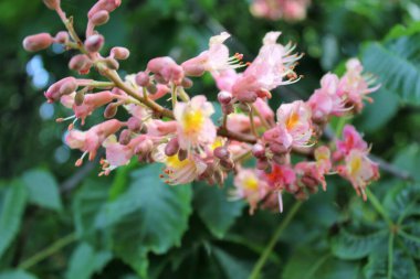 Bahar çiçekli kestane ağaçları, kestane çiçekleri yakın plan