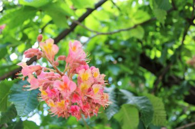 Bahar çiçekli kestane ağaçları, kestane çiçekleri yakın plan